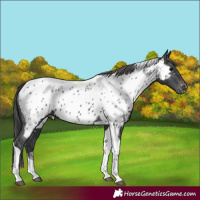 Horse Color:Black Tobiano Appaloosa 