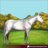 Horse Color:Gray Bay 
