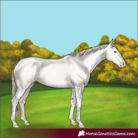 Horse Color:Smoky Black Pearl Tobiano Appaloosa 