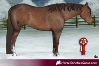 Horse Color:Liver Chestnut Tobiano 