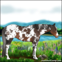 Horse Color:White Spotted Liver Chestnut Appaloosa 