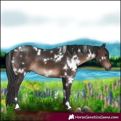 Horse Color:White Spotted Brown