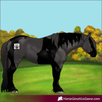 Horse Color:Void Smoky Black Splash Tobiano