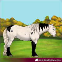 Horse Color:Void Perlino Tobiano 