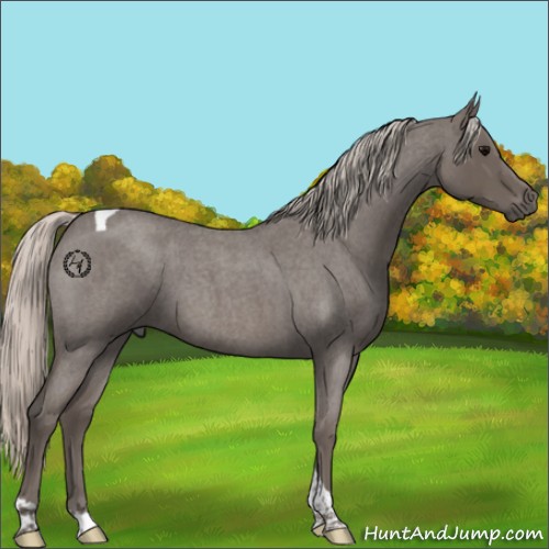 Horse Color:Silver Blue Roan Tobiano 