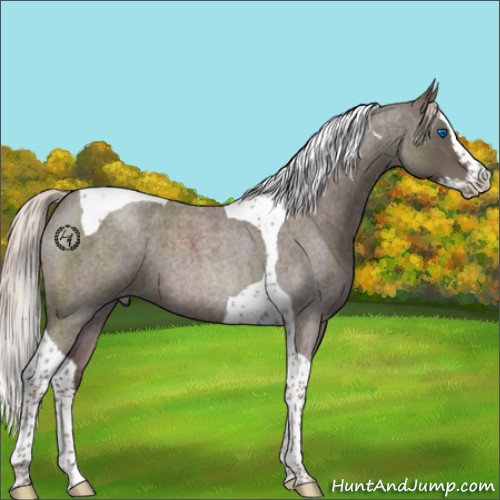 Horse Color:Silver Blue Roan Splash Tobiano 