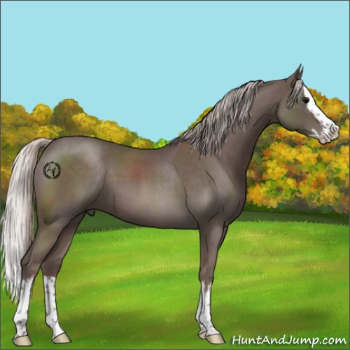 Horse Color:Silver Blue Roan Splash 
