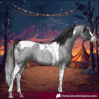 Horse Color:Blue Roan Splash Tobiano 