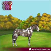 Horse Color:White Spotted Brown Dun Sabino Rabicano 