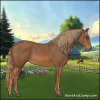 Horse Color:Chestnut 
