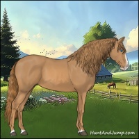 Horse Color:Chestnut Splash 