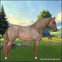 Horse Color:Red Roan 