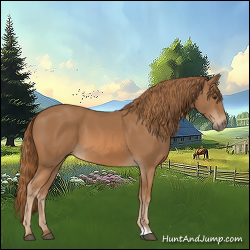 Horse Color:Chestnut 