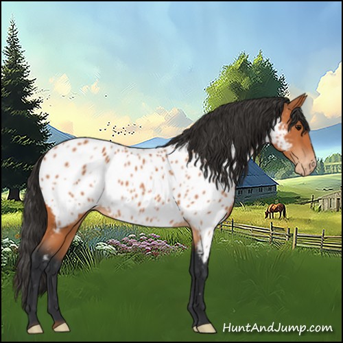 Horse Color:Bay Near Leopard