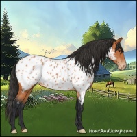 Horse Color:Bay Appaloosa
