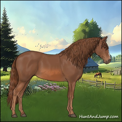 Horse Color:Chestnut 
