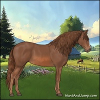 Horse Color:Chestnut 