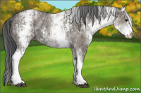 Horse Color:White Spotted Grullo Rabicano and White Spotted Grullo Rabicano