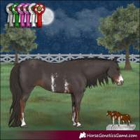 Horse Color:Liver Chestnut Sabino