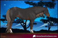 Horse Color:Liver Chestnut Sabino Tobiano 