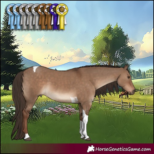 Horse Color:Liver Red Dun Tobiano 