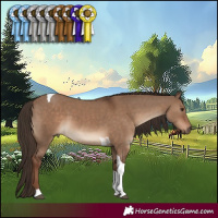 Horse Color:Liver Red Dun Tobiano