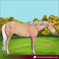 Horse Color:Silver Amber Champagne Rabicano