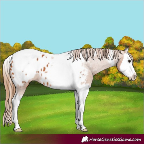 Horse Color:Chestnut Splash Tobiano Appaloosa 