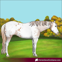 Horse Color:Chestnut Splash Tobiano Appaloosa