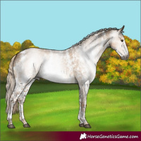 Horse Color:Gray Chocolate Palomino Dun Sabino 