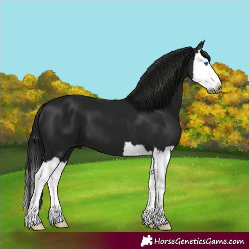 Horse Color:Gray Smoky Black Splash 