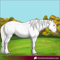 Horse Color:Gray Amber Champagne Tobiano