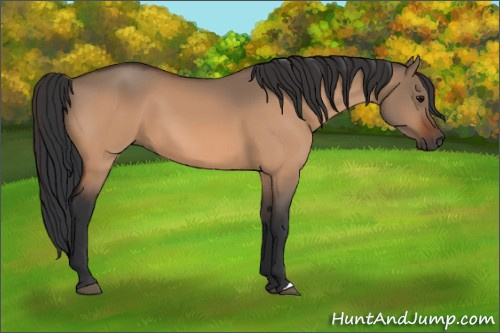 Horse Color:Bay Dun