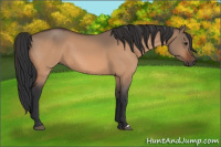 Horse Color:Bay Dun