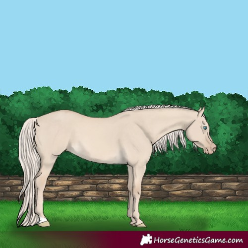 Horse Color:Cremello Dun 