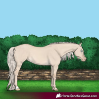Horse Color:Cremello Dun 