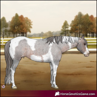 Horse Color:Brown Roan Tobiano Frame Appaloosa Rabicano 