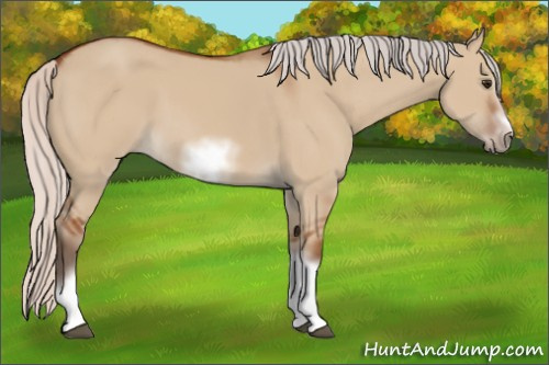 Horse Color:Silver Bay Dun Sabino Tobiano Frame Rabicano