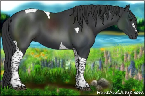 Horse Color:Black Tobiano