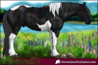Horse Color:Midnight Black Tobiano