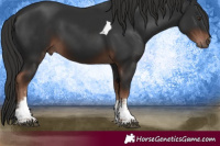 Horse Color:Liver Chestnut Sabino Tobiano 