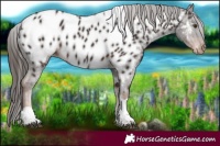 Horse Color:Liver Chestnut Tobiano Near Leopard 