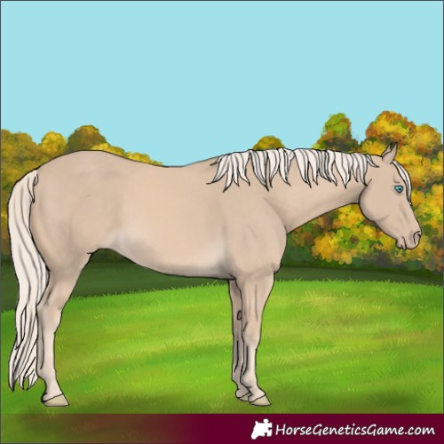 Horse Color:Cremello 