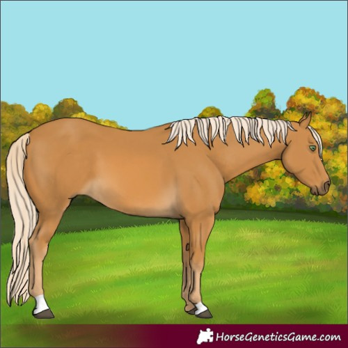 Horse Color:Palomino