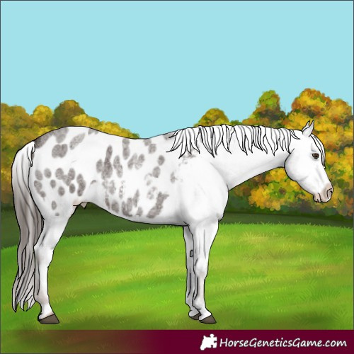 Horse Color:Liver Red Roan Appaloosa 