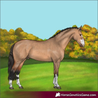 Horse Color:Bay Dun