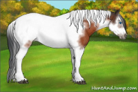 Horse Color:Bay Splash Tobiano Frame Rabicano 