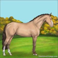 Horse Color:Amber Champagne 