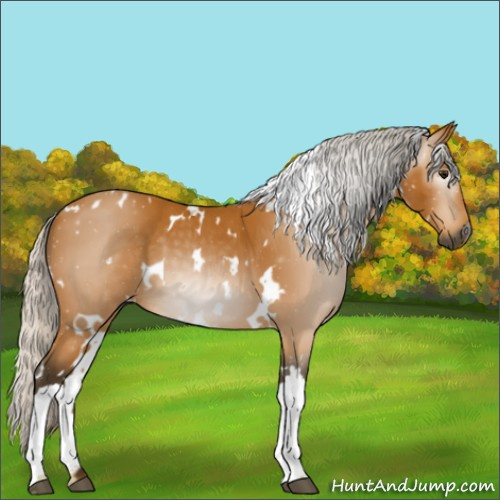 Horse Color:Gray White Spotted Silver Buckskin