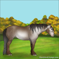 Horse Color:Gray Classic Champagne 